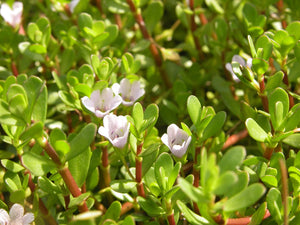 Bacopa Monnieri