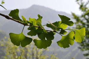 Ginkgo Biloba
