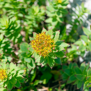 Rhodiola Rosea